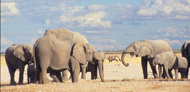 A herd of Elephants - The Best Of Namibia