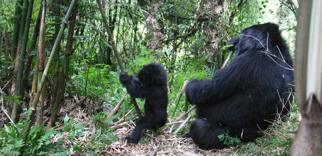 A mother gorilla eating with her baby - Expedition Rwanda: Gorillas In the Mist