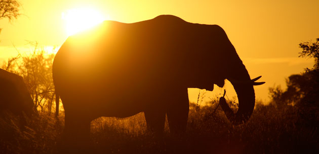 A silhouetted elephant at sunset