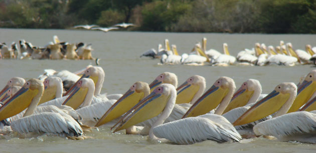 Pelicans swimming - Best of Senegal