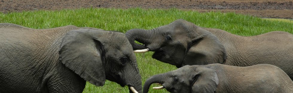 A group of elephants