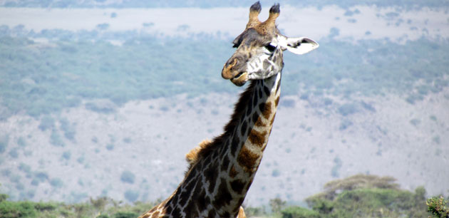 Close up of a giraffe - Tanzania Classic Safari