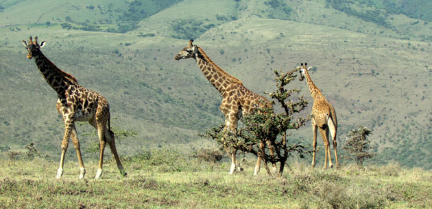 Three giraffes walking in grass - Tanzania Deluxe Safari