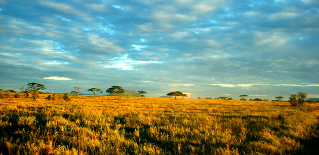 View of tall grass field with trees in the distance - Affordable Tanzania Family Safar