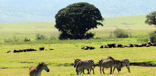 A group of zebras in grass - Tanzania Safari Adventure