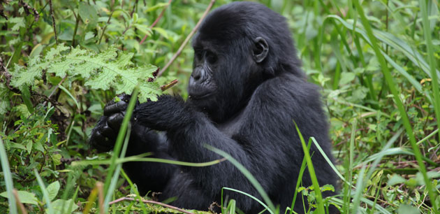 A gorilla sitting in grass - Uganda Safari And Gorilla Tracking